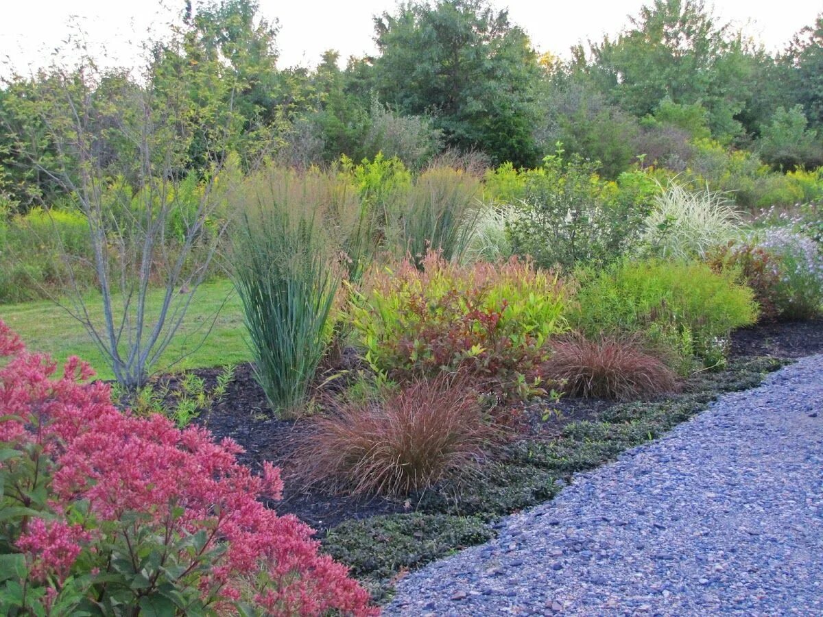 Просо прутьевидное в ландшафтном дизайне фото Panicum virgatum (Switch Grass) 'Northwind' : Fine gardening, Garden, Warm seaso