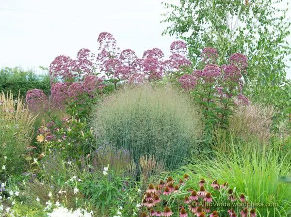 Просо прутьевидное в ландшафтном дизайне фото panicum heavy metal에 대한 이미지 검색결과 Native plant landscape, Succulent rock garden, 