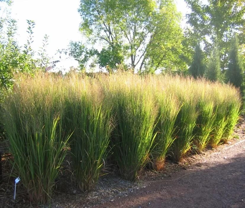 Просо прутьевидное в ландшафтном дизайне фото Pin on garden Grasses landscaping, Ornamental grasses, Ornamental grass landscap