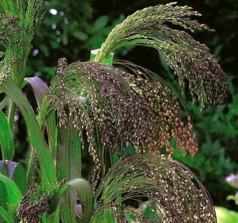 Просо растение как выглядит фото и описание Panic Grass panicum Violaceum 200 Seeds Non GMO Etsy