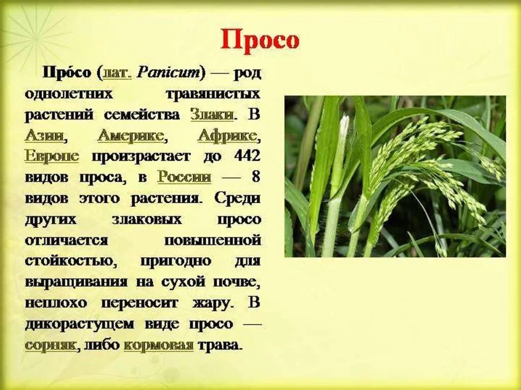 Просо растение как выглядит фото и описание Особенности просо