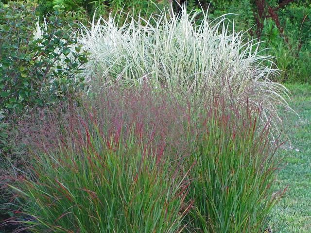 Просо в ландшафтном дизайне See Ya Ornamental Grasses - Paperblog Ornamental grasses, Grasses landscaping, G