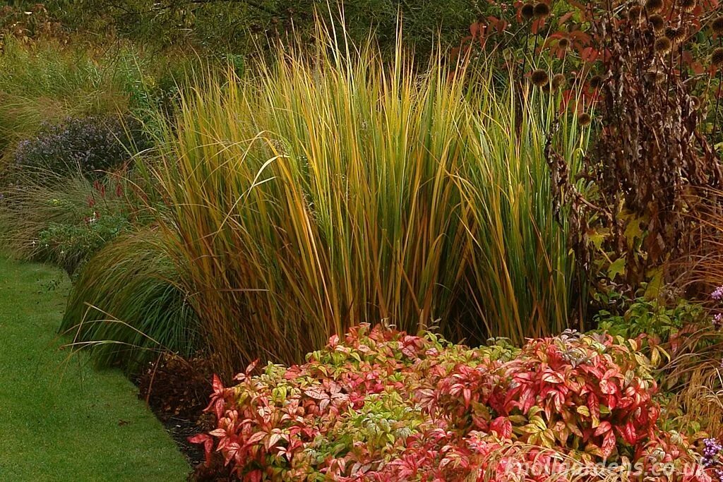 Просо в ландшафтном дизайне Panicum Northwind - Knoll Gardens - Ornamental Grasses and Flowering Perennials 