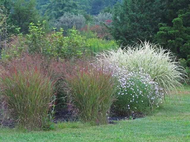 Просо в ландшафтном дизайне Enjoying the pre-autumn heat AN OBSESSIVE NEUROTIC GARDENER Outdoor plants, Prai