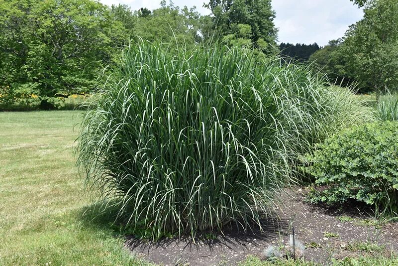 Просо в ландшафтном дизайне Dewey Blue Switch Grass (Panicum amarum 'Dewey Blue') in Lake Bluff Forest Liber