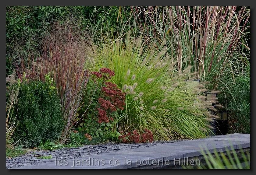 Просо в ландшафтном дизайне Panicum virgatum ''Heiliger Hain' Pennisetum alopecuroides 'japonicum' Jardins d