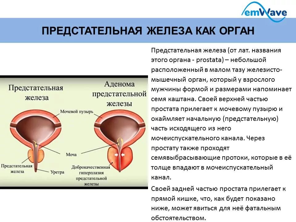 Простата это простыми словами фото у мужчин Для чего нужна предстательная железа