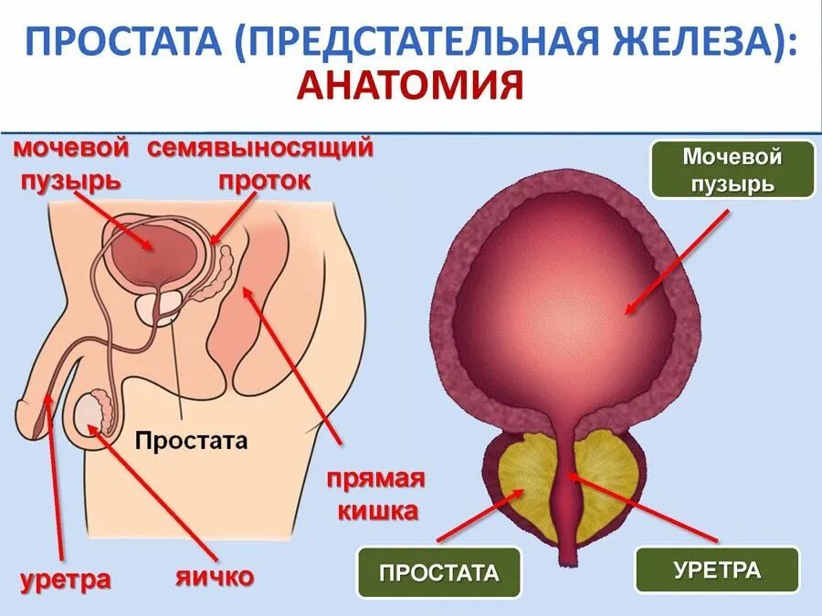 Простата это простыми словами фото у мужчин Бубновский: как связаны признаки простатита у мужчин с работой в офисе? Бубновск