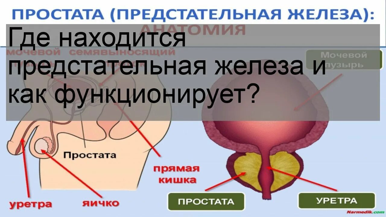 Простата снаружи у мужчин фото Где находится предстательная железа и как функционирует? - YouTube