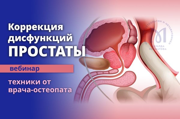 Простата у мужчин что это такое фото Простата картинки (48 фото)