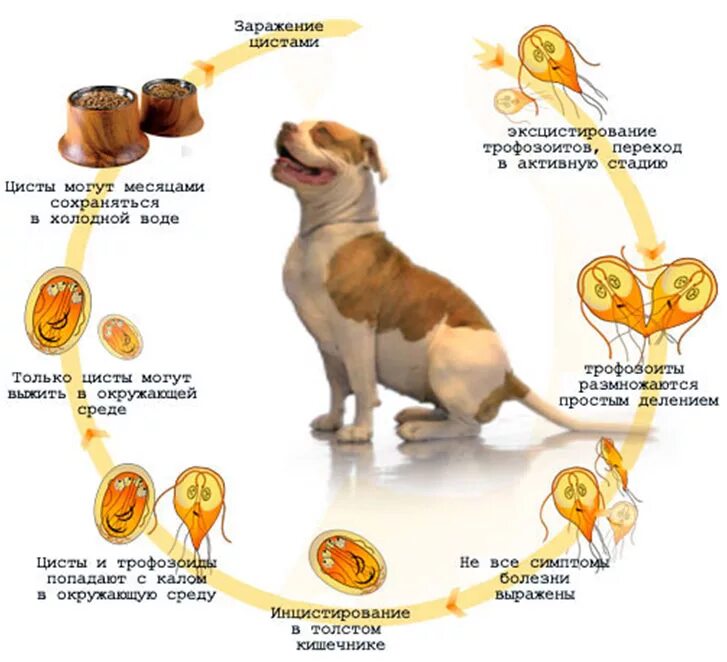 Простатит у собак симптомы и лечение фото Лямблиоз собак: диагноз, симптомы, лечение, профилактика Ветеринарная служба Вла