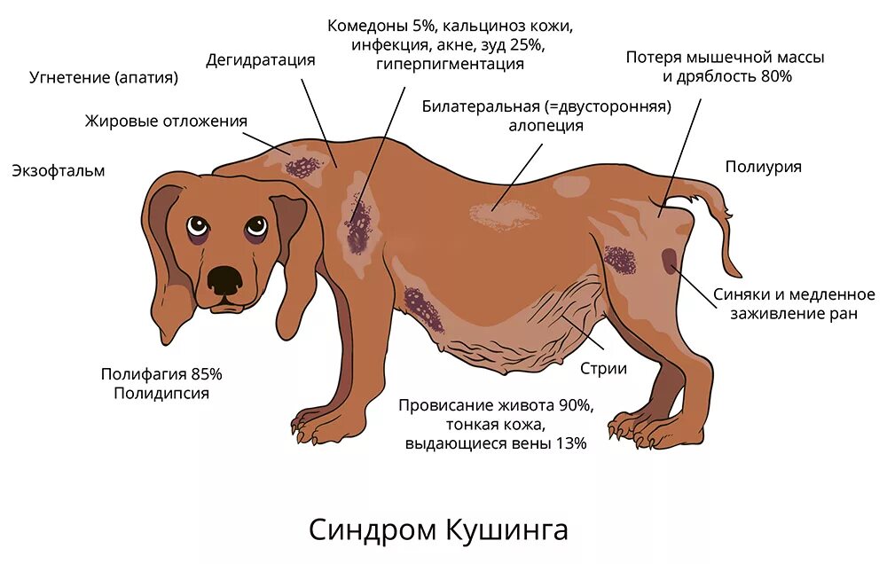 Простатит у собак симптомы и лечение фото Кожные болезни собак