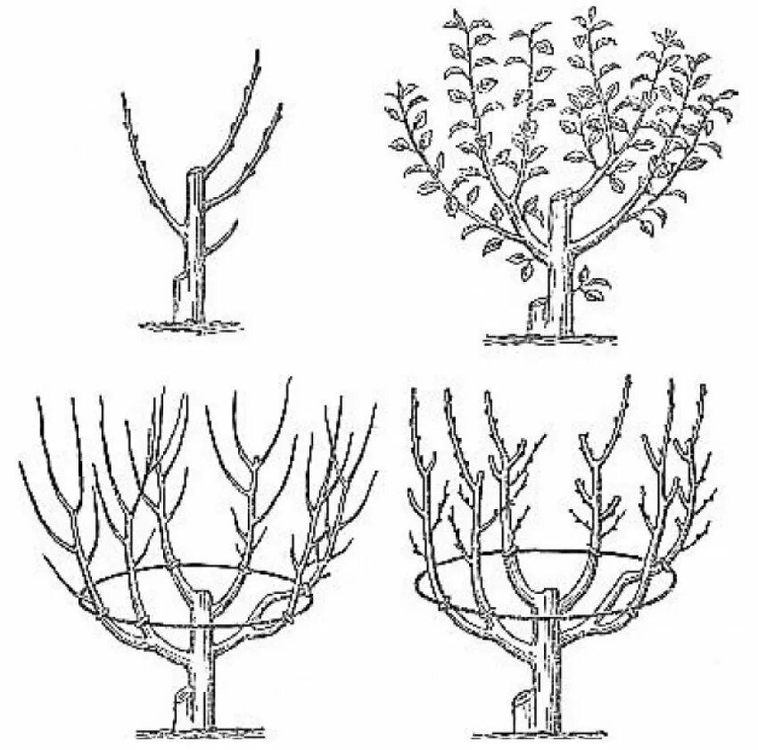 Простая обрезка фото Топ-10 золотых правил обрезки сада. Нюансы работы с плодовыми деревьями в конце 