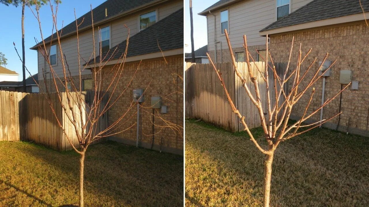 Простая обрезка фото Pruning Fruit Trees: Tips for Avocado, Apple, Nectarine, Plum, Pomegranate, Pear