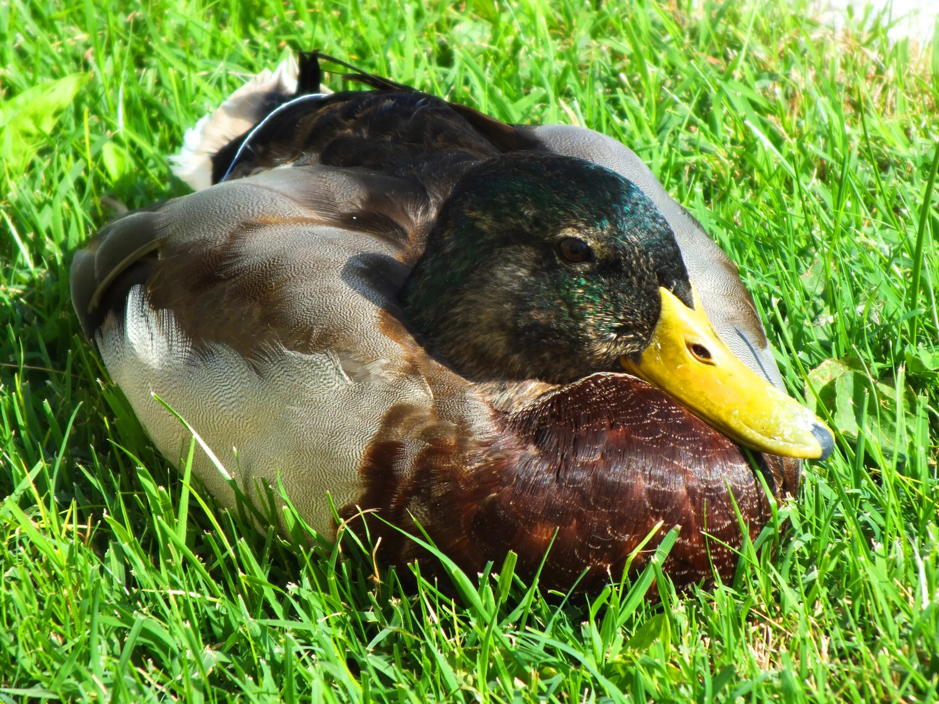 Простая утка фото Water Duck bird on the grass free image download