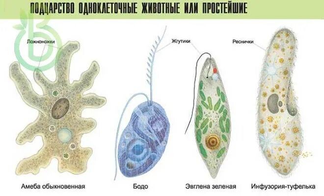 Простейшие фото с названиями Подцарство одноклеточные. Общая характеристика: строение, питание, размножение и