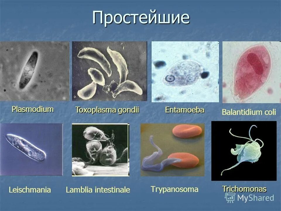 Простейшие фото с названиями Проект на тему паразитические простейшие