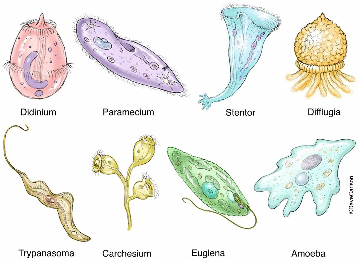 Простейшие фото с названиями Protozoa Diversity photo Biology drawing, General biology, Protists