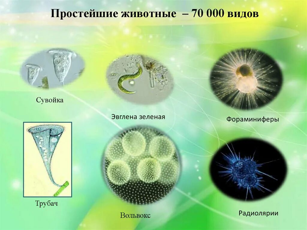 Простейшие фото с названиями Простейшие примеры и информация: найдено 85 изображений