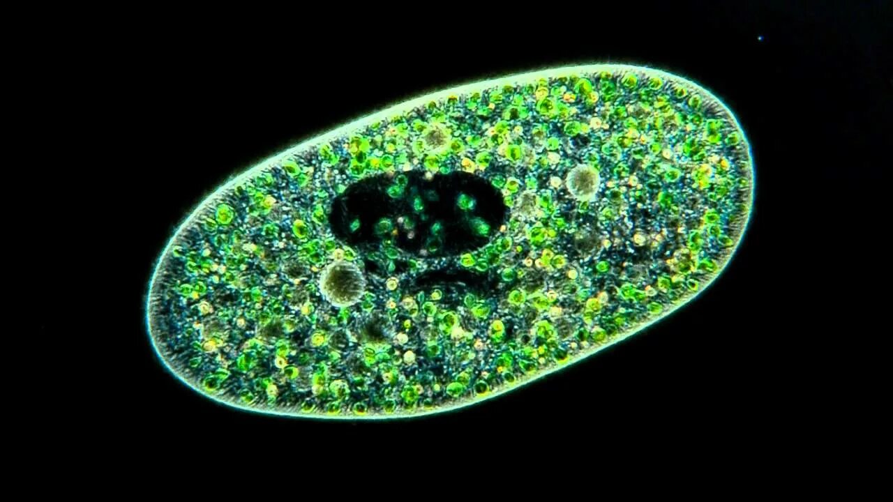 Простейшие организмы фото Amazing Microscopic video! Paramecium Bursaria showing symbiosis with green alga