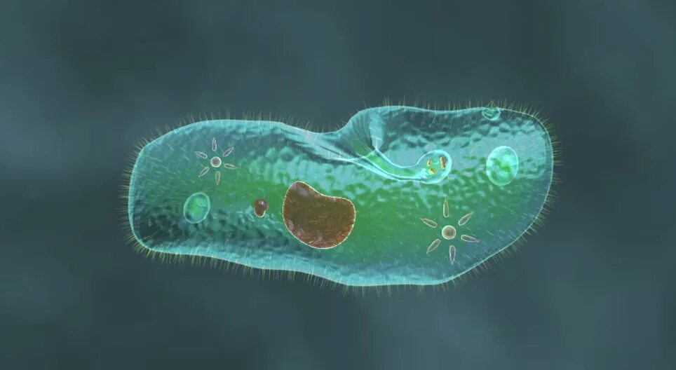 Простейшие животные фото Paramecium caudatum - 3D scene - Mozaik Digital Education and Learning