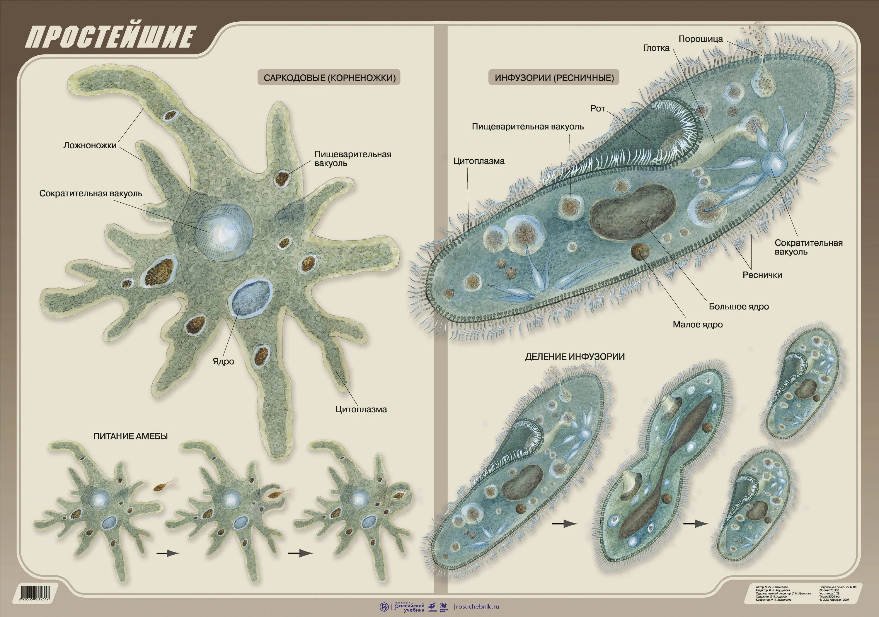 MONTESSORI BIOLOGY : The Protist Kingdom Pinegreenwoods Reino protista, Protozoá