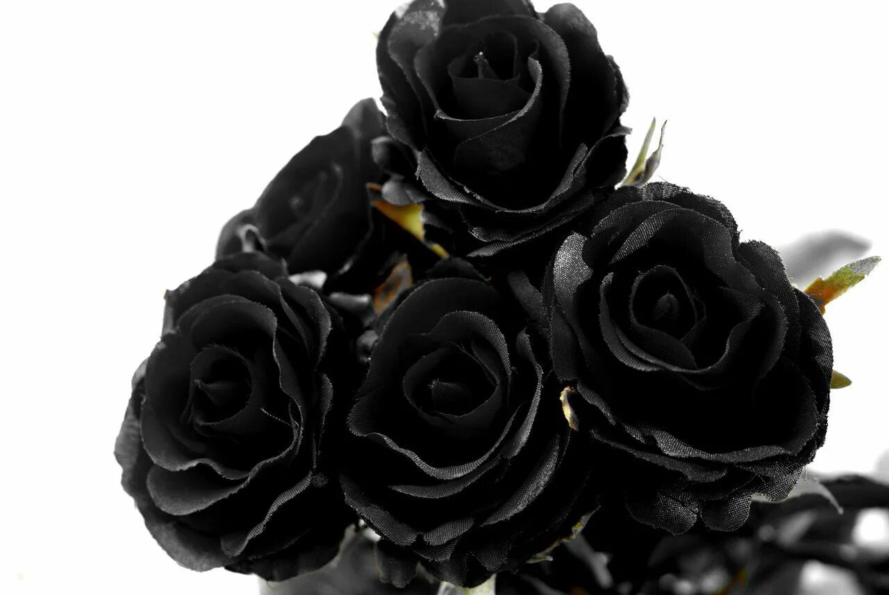 Просто черное фото Pin by Hannah Winkler on GOTHIQUE Black rose, Rose, Dark black