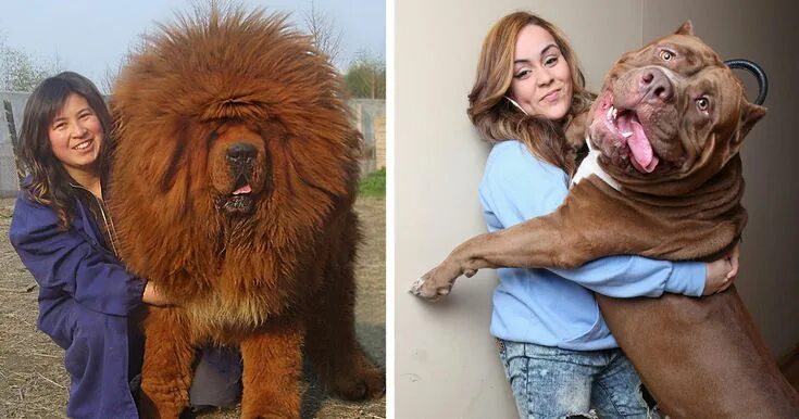 Просто огромный фото 128 Dogs Who Don’t Understand How BIG They Are Dog cuddles, Big dogs, Lap dogs