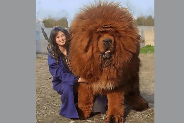 Просто огромный фото Here Are Some Of The Biggest Dogs In The World - Editor Choice Big dogs, Worlds 