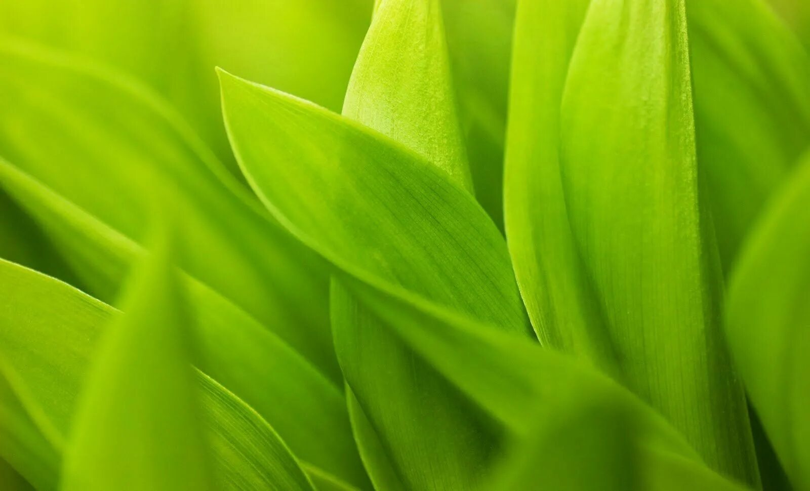 Просто зеленое фото Macro Wallpaper Green Leaves Stems Leaflets Beautiful HD Wallpaper Wallpaper Ful