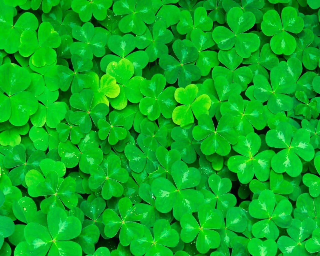 Просто зеленое фото Download Marvelous Green Plant Shamrocks Background Wallpapers.com