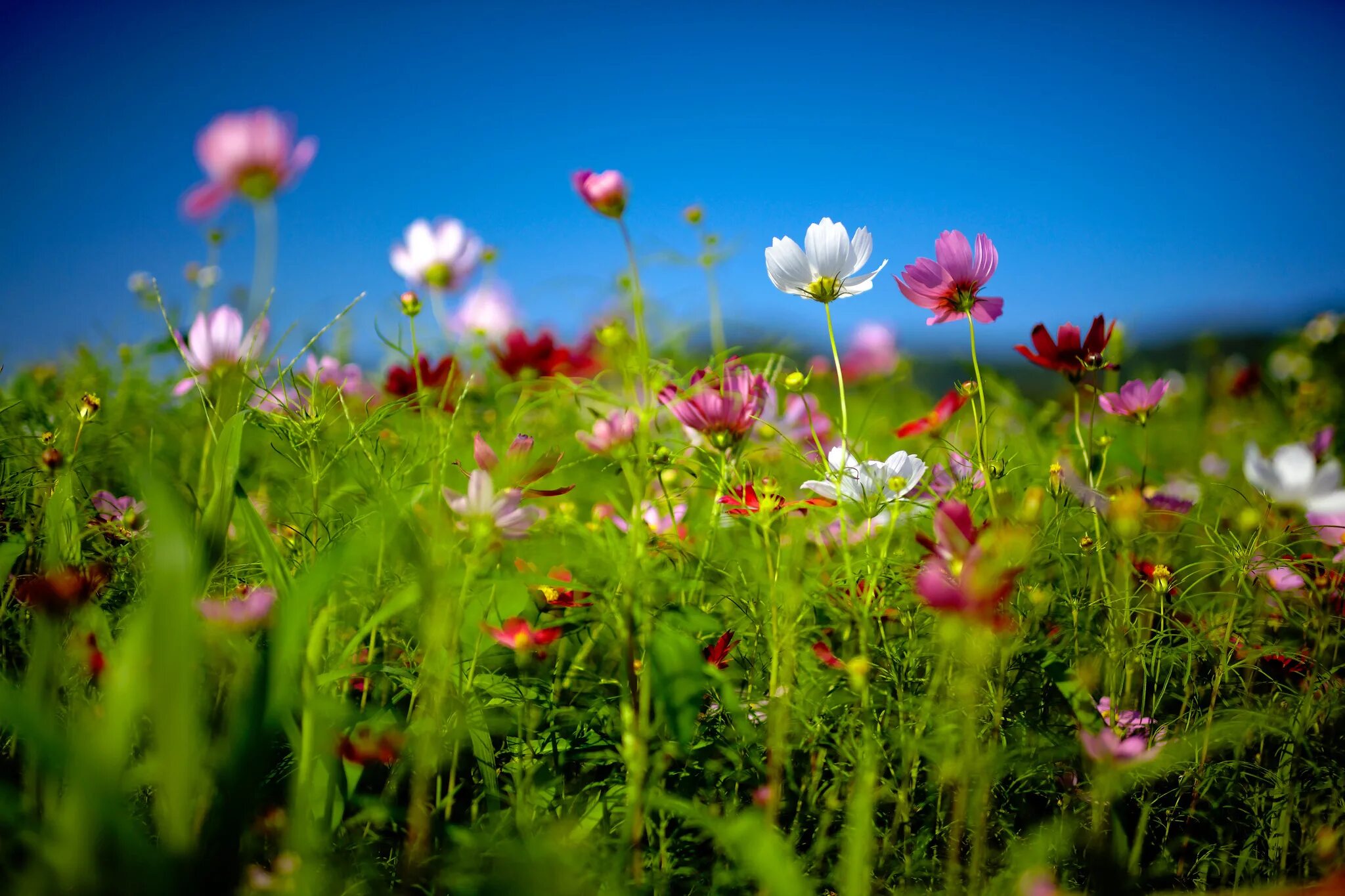 Простое лето фото Summer daisies Desktop wallpapers 600x1024