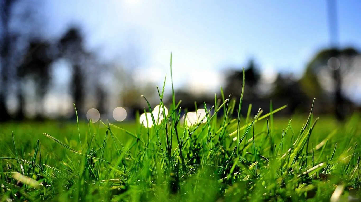 Простой траве фото Download wallpaper 1366x768 grass, turf, bright tablet, laptop hd background