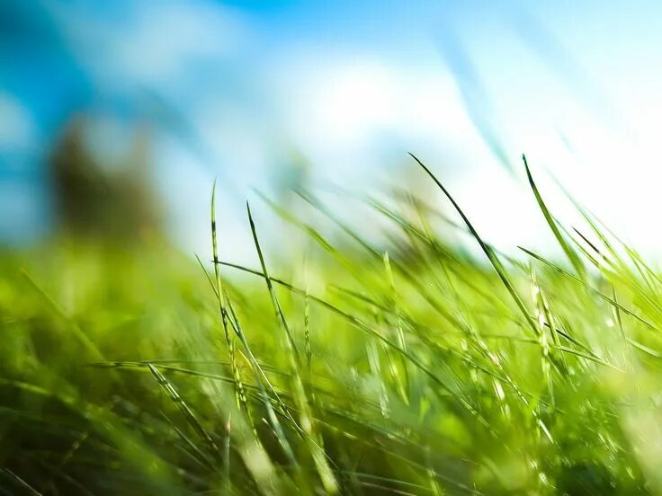 Free Images : nature, light, plant, field, lawn, meadow, sunlight, leaf, flower,