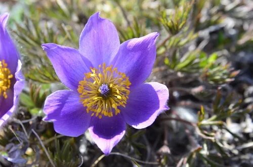 Прострел фото цветов Subspecies Pulsatilla patens multifida - iNaturalist