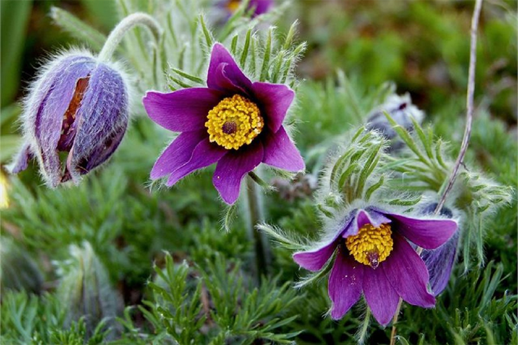 Прострел фото цветов Прострел обыкновенный Пульсар Вайолет Шэйдс (Pulsatilla vulgaris Pulsar Violet S