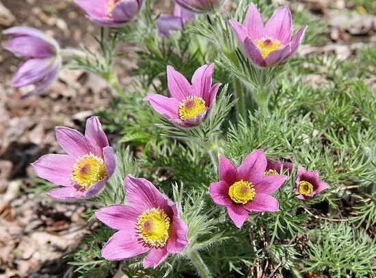 Прострел фото цветов 20 seeds Pasque Flower PULSATILLA vulgaris Anemone poverka-center Home & Living 