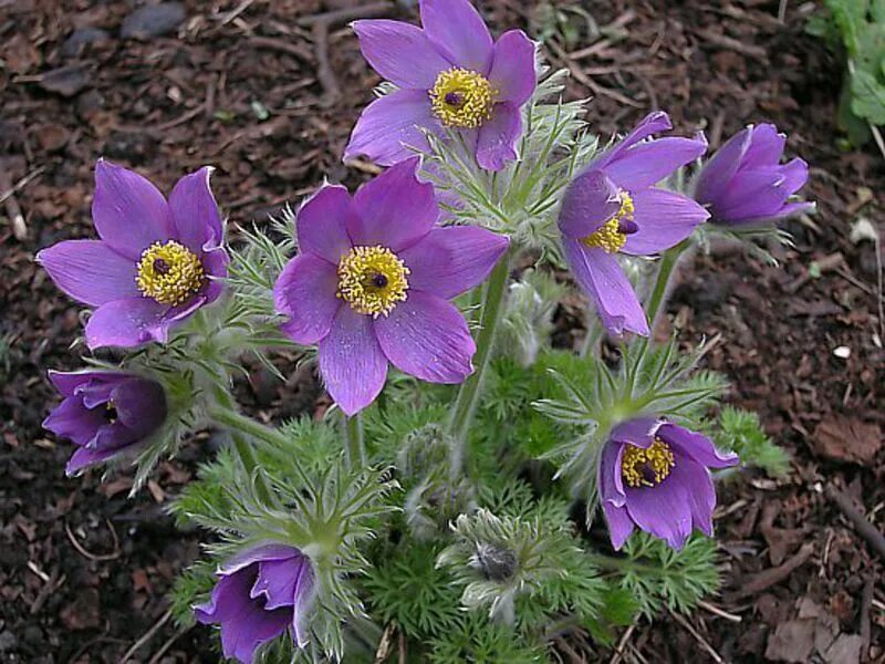 Прострел посадка и уход фото Прострел обыкновенный: купить в Москве саженцы Pulsatilla vulgaris в питомнике "