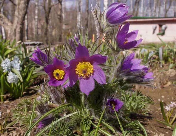 Прострел посадка и уход фото Прострел: посадка и уход, выращивание и размножение в открытом грунте, сочетание