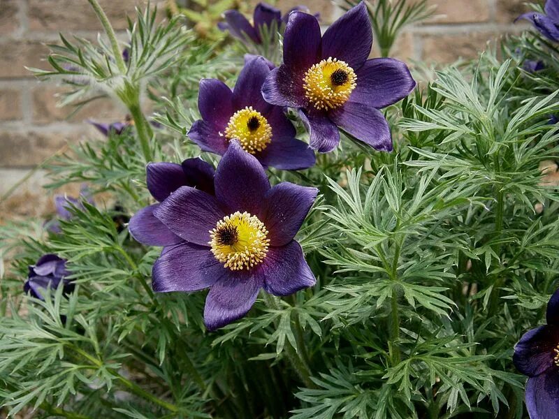 Прострел растение фото и описание посадка File:Pulsatilla vulgaris001.jpg - Wikipedia