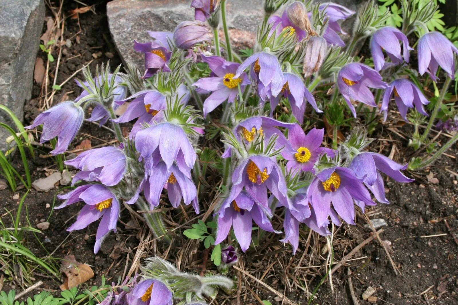 Прострел растение фото и описание посадка Kylmänkukat Anemone Anemone, Happy spring, Sunshine songs