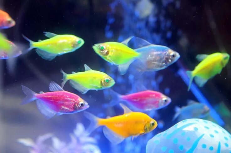 Простые аквариумные рыбки фото с названиями neon tetra fish Neon tetra fish, Tetra fish, Neon tetra