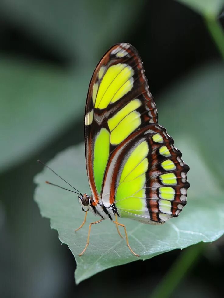 Простые бабочки фото Scarce Bamboo Page Butterfly