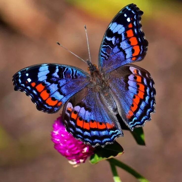 Простые бабочки фото Pin on BORBOLETAS E MARIPOSAS Beautiful butterfly pictures, Butterfly pictures, 