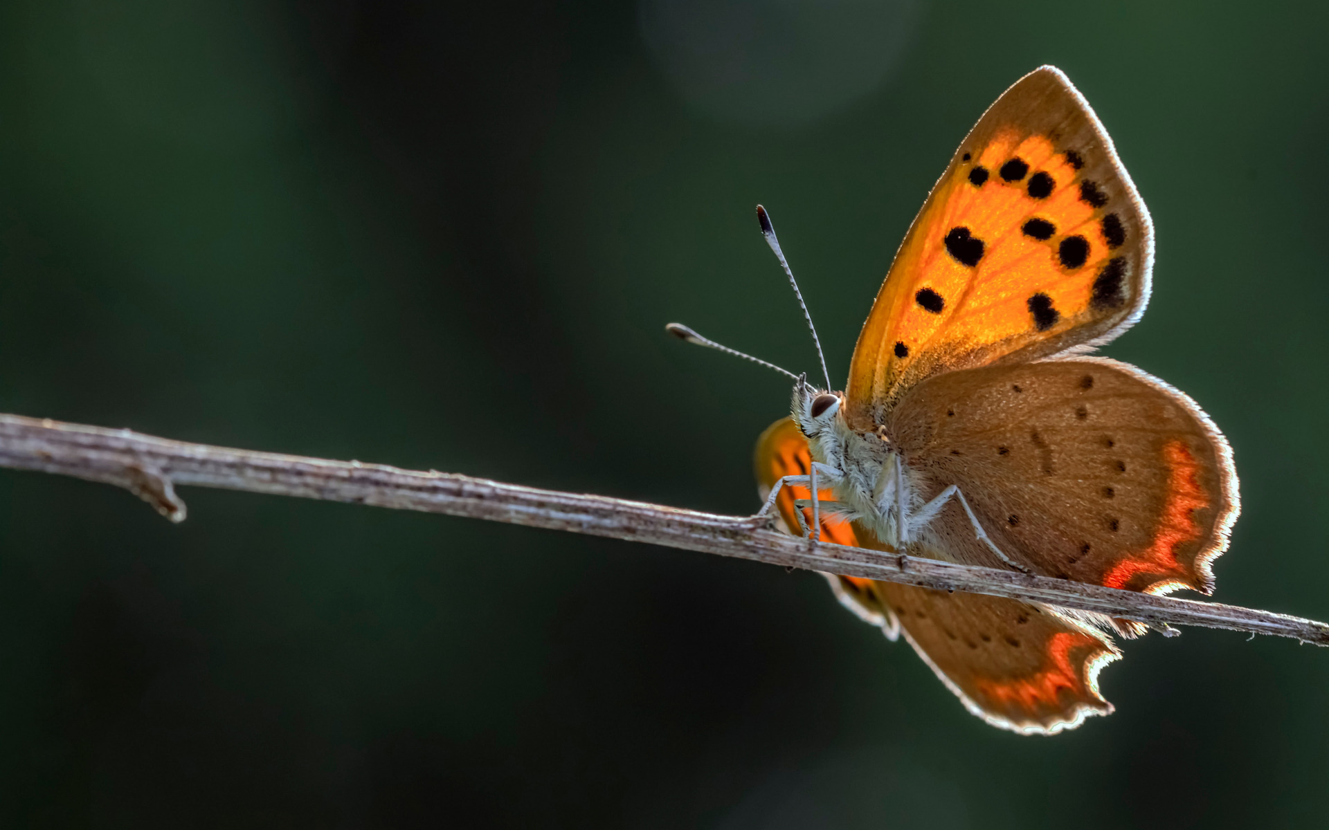 Pin by Karen Crowe on Crow and Butterfly Butterfly photos, Butterfly pictures, B