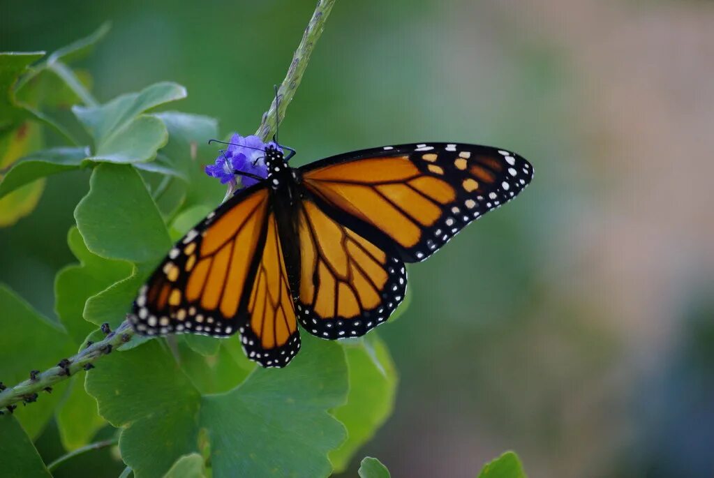 Простые бабочки фото Monarch butterfly on blue porterweed - Import 10-30-2010 0. Flickr