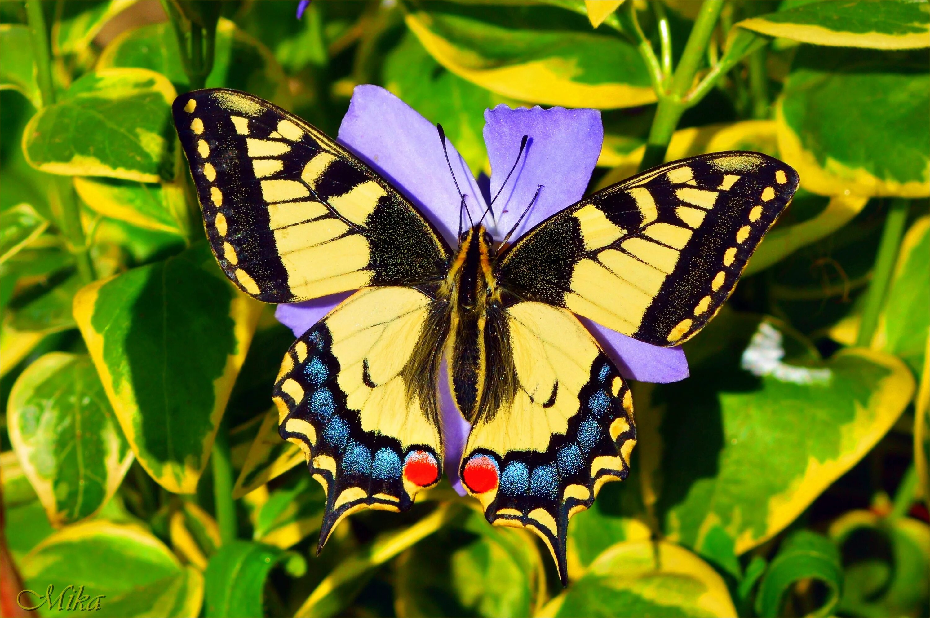 Простые бабочки фото Скачать обои Макро, Бабочка, Macro, Butterfly, раздел макро в разрешении 3002x19