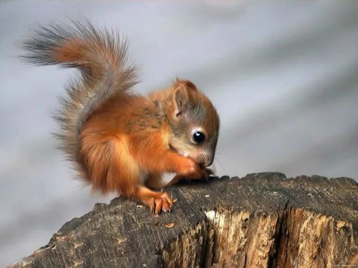 Простые белки фото Pin on Wallpaper Cute squirrel, Baby squirrel, Animals