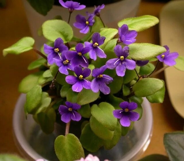 Простые фиалки фото Captain Cook - African Violets Forum - GardenWeb African violets, African violet