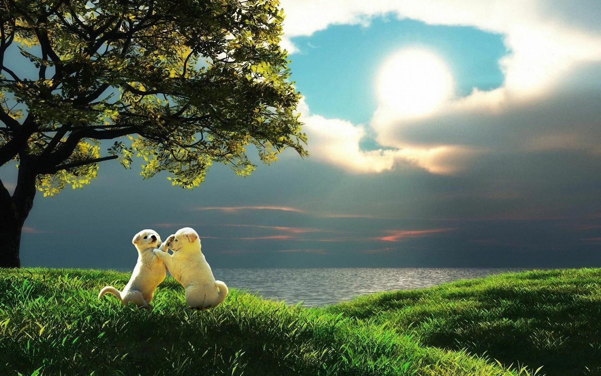 Простые фото на обои Download wallpaper 1920x1200 puppy couple sunset-19201200 Hd nature wallpapers, 